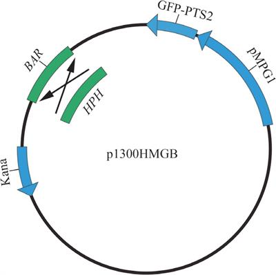 Monitoring peroxisome dynamics using enhanced green fluorescent protein labeling in <mark class="highlighted">Alternaria alternata</mark>
